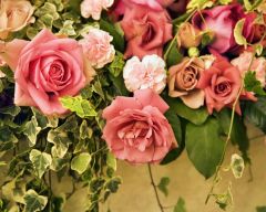 Tapeta Nature Flowers 249.jpg